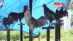 liputan6