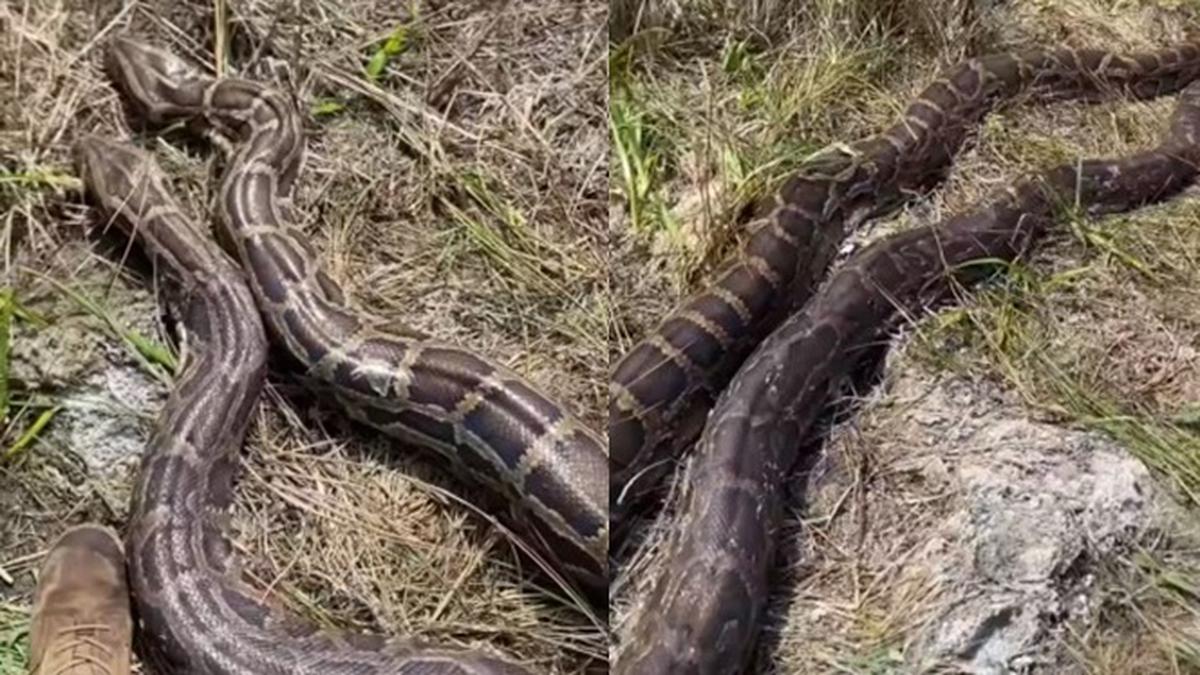Viral Temuan Dua Ular Piton Raksasa Betina Sedang Hamil, Geger Bawa 70 Telur