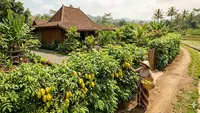 9 Pohon Buah Punya Fungsi Ganda sebagai Pagar Alami Sekaligus Penghasil Panen Lezat