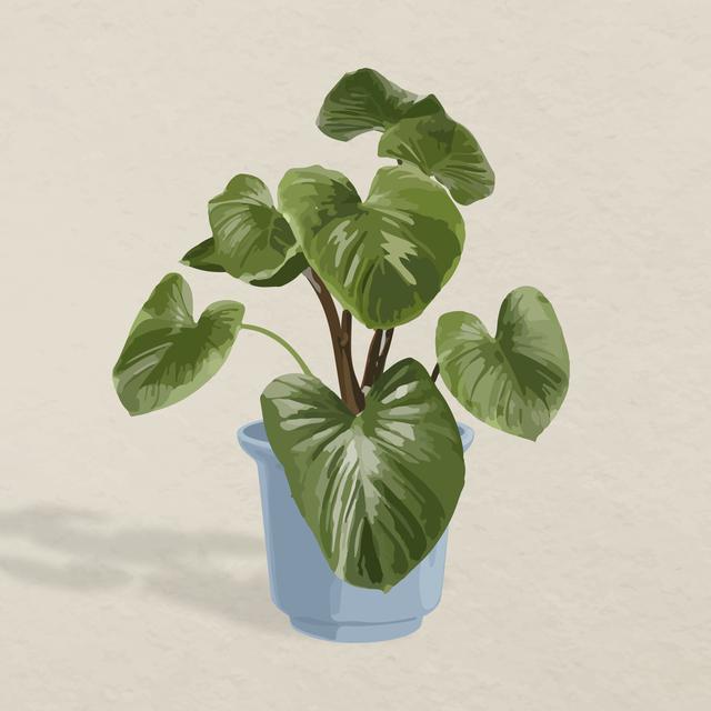 Ilustrasi pohon ficus benjamina