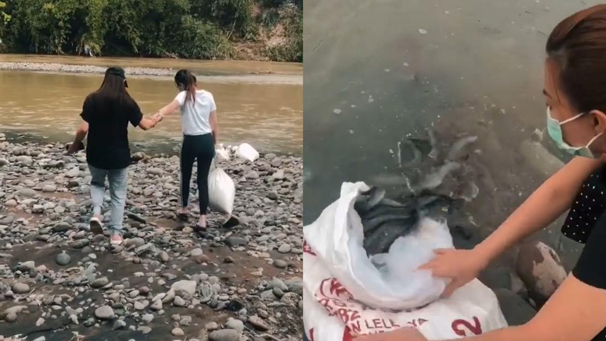 Top 3 Viral Aksi Keluarga Lepaskan 2 Karung Ikan Lele Di Sungai