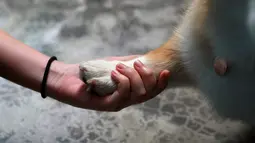 Seekor anjing jenis Corgis bermain dengan pelanggan di kafe anjing bernama Corgi In The Garden di Bangkok, Thailand. Selain indoor, kafe ini juga menyiapkan halaman outdoor yang dibuat khusus pengunjung bermain dengan anjing. (REUTERS/Soe Zeya Tun)