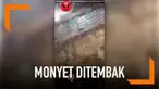 Seorang pria menjadikan seekor monyet yang terperangkap dalam permainan konyol. Jika monyet tak dapat menjawab ucapan si pria, monyet tersebut akan ditembak tepat di kepalanya.
