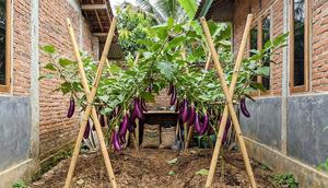 Ide Kebun Terong di Kebun Ukuran 2x2 Tapi Panen Melimpah (Foto: Gemini)