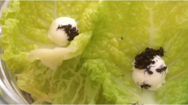 Courtesy listverse.com