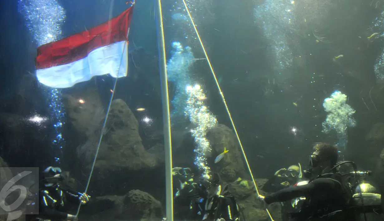 Chua ‘Kotak’ bersama sejumlah penyelam mengibarkan bendera di dalam akuarium Seaworld, Ancol, Jakarta, Senin (17/8/2015). Acara tersebut untuk memeriahkan hari kemerdekaan RI ke-70. (Liputan6.com/Herman Zakharia)