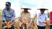Panen Raya, Gubernur Papua Fakhiri Sebut Sektor Pertanian jadi Salah Satu Pilar Perekonomian