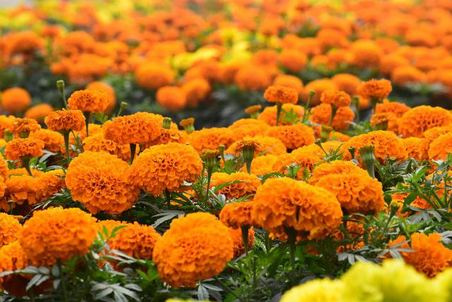 Bunga marigold (dok. pexels.com)