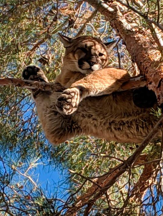 Seekor singa gunung ditemukan di atas pohon halaman belakang sebuah rumah di San Bernardino County, California, 16 Februari 2019. Singa itu bertengger di cabang setinggi sekitar 15 meter. (Rick Fischer/California Department of Fish & Wildlife via AP)