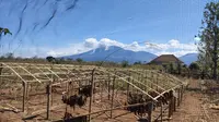 Kebakaran di Pegunungan Barat Banyuwangi Padam Terguyur Hujan Lebat