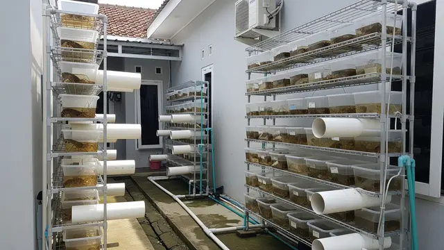 Ternak Ikan Air Tawar Panen 2 Bulan