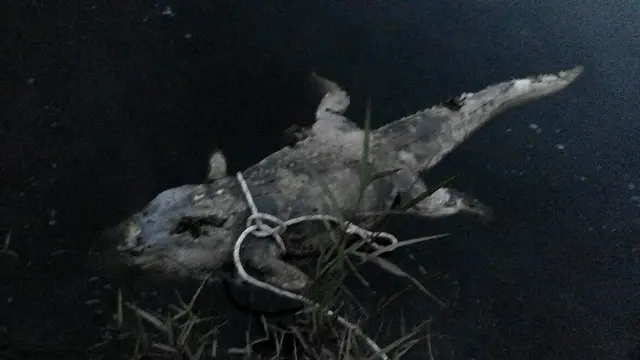 Buaya Mati Telentang di Jambi