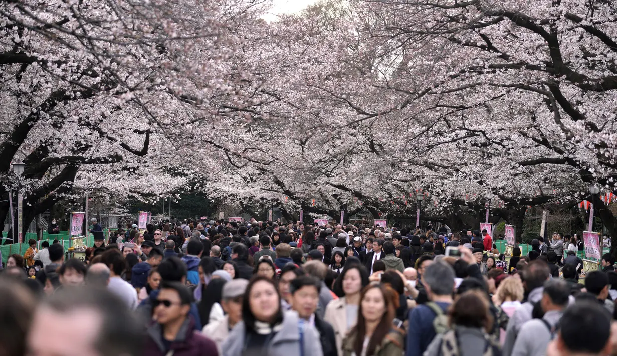 Keramaian pengunjung saat melihat bunga sakura mekar di taman Tokyo, Jepang, Jumat (23/3). Mekarnya sakura menandai datangnya musim semi di Jepang. (Foto AP/Eugene Hoshiko)