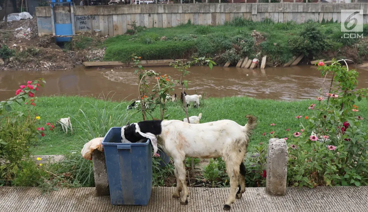 Kambing mencari makanan dari tempat sampah di bantaran Sungai Ciliwung, Jakarta, Rabu (7/11). Rumput yang menghijau di kawasan tersebut dimanfaatkan peternak untuk menggembalakan kambingnya. (Liputan6.com/Immanuel Antonius)