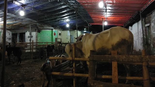 Pedagang hewan kurban di kawasan Jalan Raya Pasar Minggu, Jakarta Selatan, Sabtu (10/8/2019).