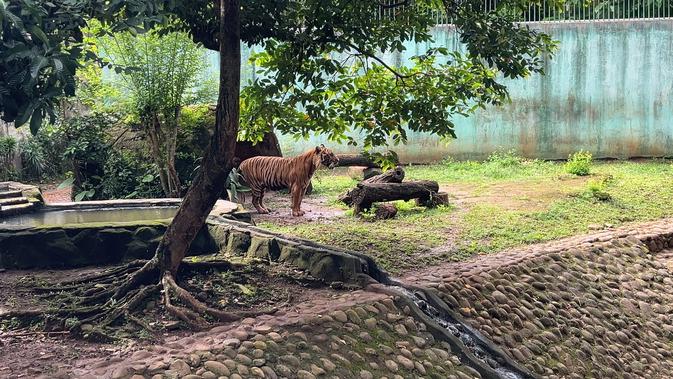 Penampakan Harimau Sumatera Sri Deli di Ragunan, Sempat Viral Disebut Kurus Ternyata Gemuk dan Sehat