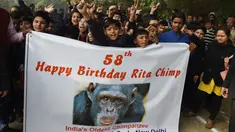 Anak-anak sekolah India membawa spanduk untuk merayakan ulang tahun simpanse bernama Rita yang berusia 58 tahun di sebuah kebun binatang di New Delhi (14/12). Rita merupakan simpanse tertua di India yang kini usianya 58 tahun. (AFP Photo/Money Sharma)