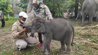 Gajah Rizky saat diberikan makan buah oleh mahot di PLG Minas. (Liputan6.com/M Syukur)