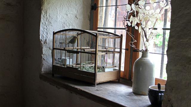 Baca ini Sebelum Pelihara Burung di Rumah! - Properti ...