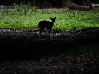 Rusa sumbu koleksi Taman Safari Gurun Putih Lestari di Jantho, Aceh Besar, Aceh, pada 27 Oktober 2019. Di taman safari pertama yang ada di Aceh ini terdapat ratusan spesies burung dan mamalia dari berbagai daerah di Indonesia maupun mancanegara. (CHAIDEER MAHYUDDIN / AFP)