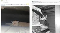 6 Potret Kucing Sembunyi Takut Dengar Kembang Api Ini Bikin Kasihan tapi Gemas