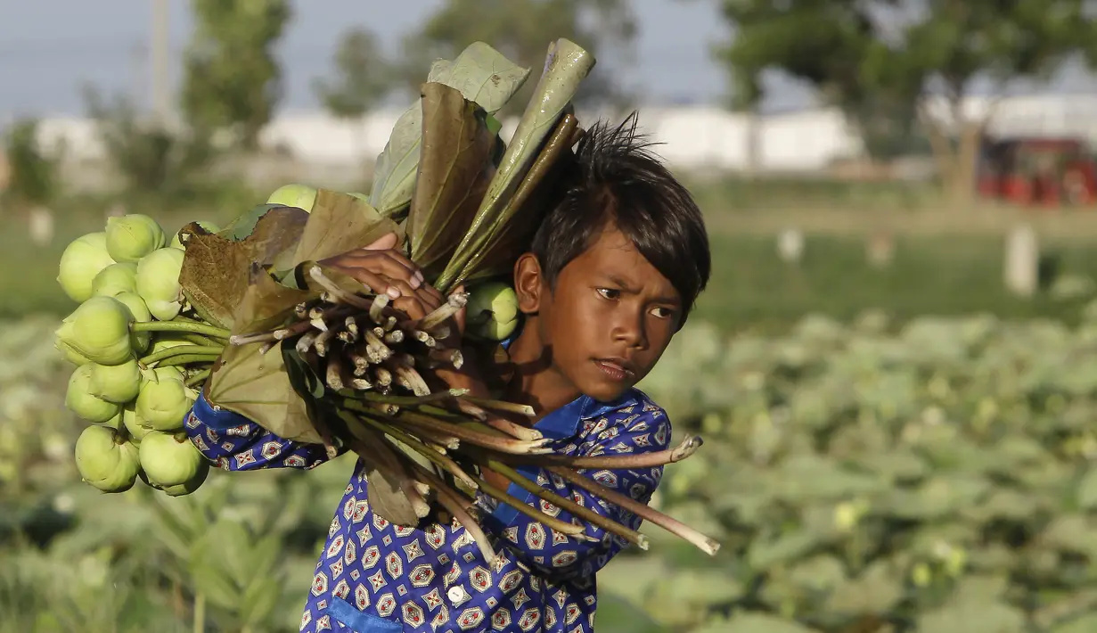 Seorang anak membantu orangtuanya mengumpulkan bunga teratai di Desa Krasaing Chrum, pinggiran Phnom Penh, Kamboja, Kamis (22/7/2021). Bunga teratai tersebut selanjutnya dibawa ke pasar untuk dijual. (AP Photo/Heng Sinith)