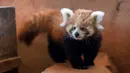 Panda merah diakui sebagai hewan yang terancam punah di alam liar. (AP Photo/Petros Giannakouris)