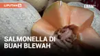 Wabah Salmonella di Amerika Serikat Terkait dengan Buah Blewah