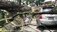 Pohon Berusia 100 Tahun Tumbang, Suasana Mencekam