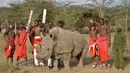 Pejuang Maasai berpose dengan satu-satunya pejantan dari tiga badak putih terakhir di dunia bernama Sudan di Nanyuki, Kenya, 18 Juni 2017. Sudan kini telah mati pada usia 45 tahun. (TONY KARUMBA/AFP)