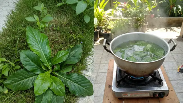 manfaat daun tapak liman untuk kesehatan