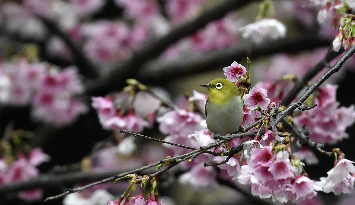 Seekor burung Pleci Jepang (Zosterops Japonicus) bertengger di sebuah pohon di Taipe, Kamis (9/3). Bukan hanya di Jepang, burung ini juga dapat ditemui di beberapa negara di asia seperti Myanmar, China, Vietnam, Filipina dan Taiwan. (AFP PHOTO/ Sam YEH)