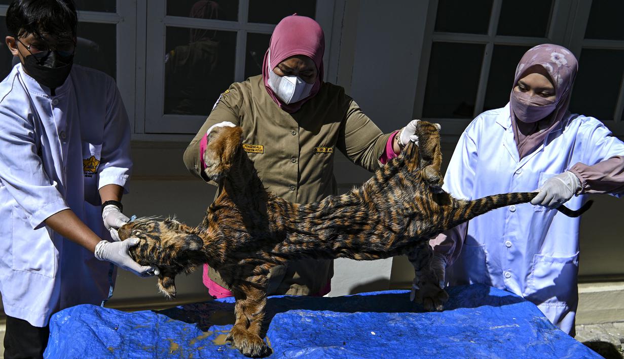 Dokter hewan BKSDA Aceh bersama mahasiswa kedokteran hewan melakukan forensik terbatas terhadap barang bukti kulit harimau sumatera hasil sitaan di Banda Aceh, Aceh, Rabu (1/12/2021). Forensik terbatas dilakukan untuk mengetahui jenis kelamin, usia dan penyebab kematian. (CHAIDEER MAHYUDDIN/AFP)