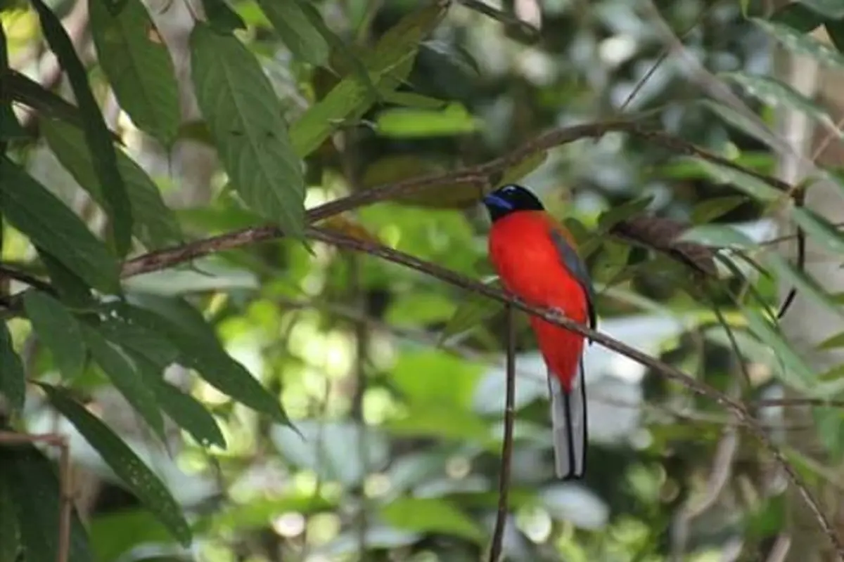 Salah satu jenis burung yang terdapat di Hutan Harapan. (Liputan6.com/Dok. Hutan Harapan/Gresi Plasmanto)