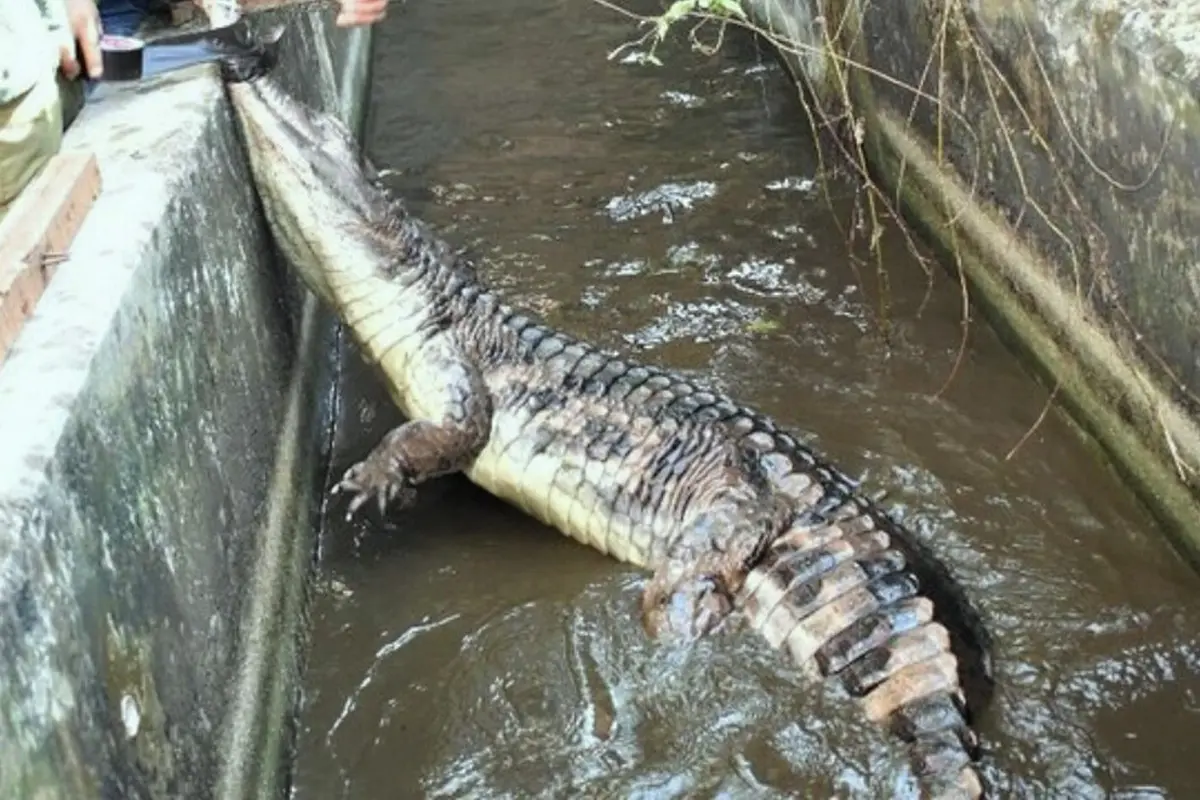Buaya ganas