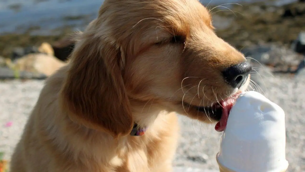 Disuruh Beli Es Krim, Anjing Ini Tak Lupa Ucapkan Terima Kasih