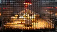 7 Desain Kandang Optimal untuk Anak Ayam Baru Menetas, Kunci Pertumbuhan Sehat dan Kuat