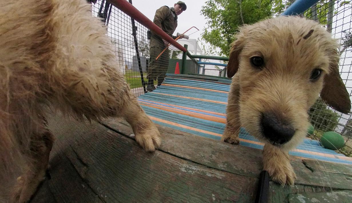 FOTO Mengintip Pusat  Pelatihan Anjing  Polisi di Chile 