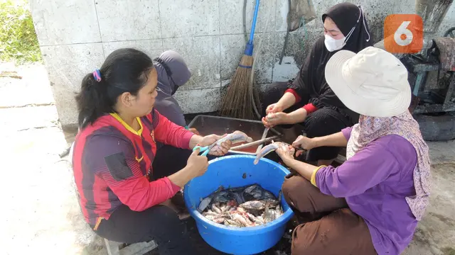 Budidaya Ikan Lele