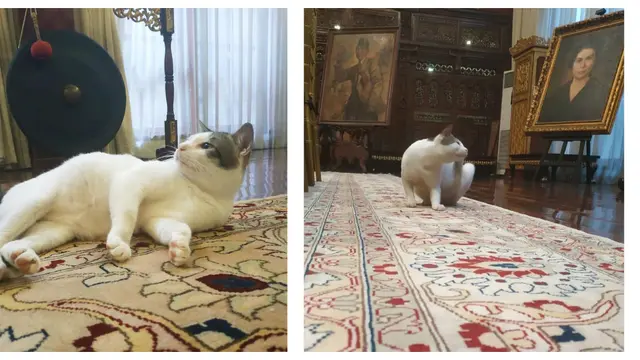 Bobby, Kucing Pak Prabowo