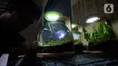 Perajin, Argi Gumilar (27) menyelesaikan pesanan aquascape mini air tawar di Cipayung, Ciputat, Tangerang Selatan, Kamis (5/11/2020). Di masa pandemi, Argi Gumilar menggeluti pembuatan aquarium mini sudah empat bulan ini yang dijual dengan harga Rp 250 hingga Rp 600 ribu. (merdeka.com/Dwi Narwoko)