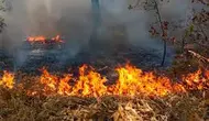 Warga Diminta Cegah Kebakaran Hutan, Begini Caranya