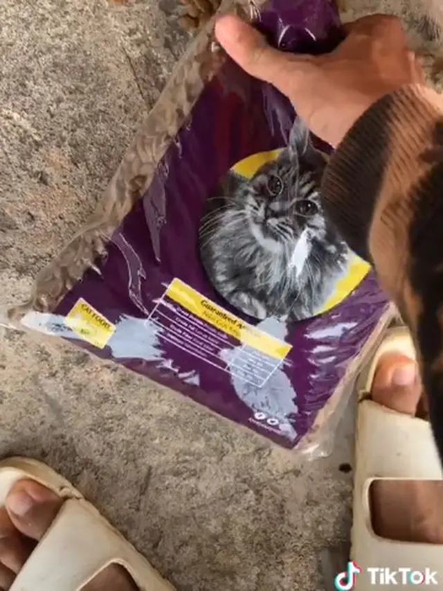 Dermawan, Pria Ini Rutin Beri Makan Kucing Liar yang Kelaparan