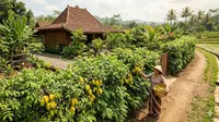 9 Pohon Buah Punya Fungsi Ganda sebagai Pagar Alami Sekaligus Penghasil Panen Lezat