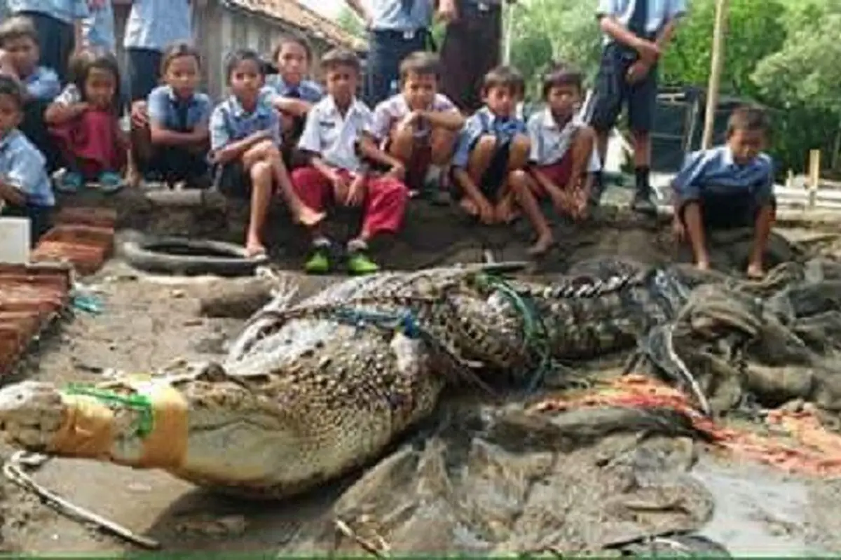 [Bintang] Buaya 