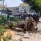 Pohon 15 Meter Tumbang di Semarang, 2 Pemotor Tewas