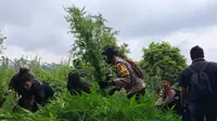 Polisi Kembali Temukan 10.000 Tanaman Ganja di Lereng Gunung Semeru