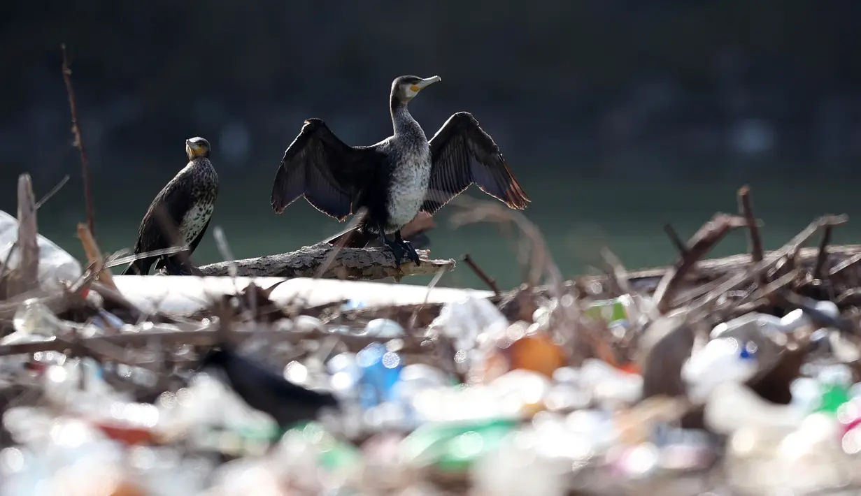 Burung hinggap pada dahan di samping berton-ton sampah yang mengapung di Sungai Lim dekat Priboj, Serbia, 30 Januari 2023. Botol plastik, papan kayu, tong berkarat, dan sampah lainnya dari tempat pembuangan sampah tepi sungai yang tidak diatur dengan baik terakumulasi selama air pasang. (AP Photo/Armin Durgut)