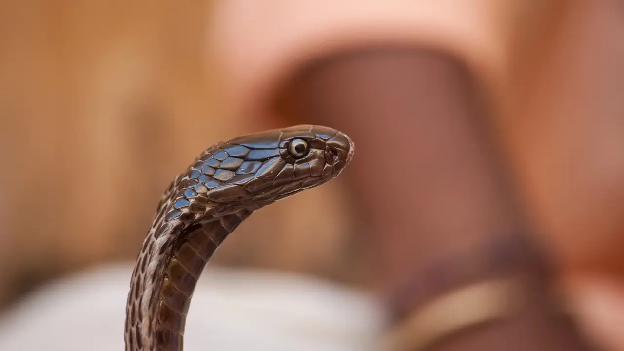Cobra