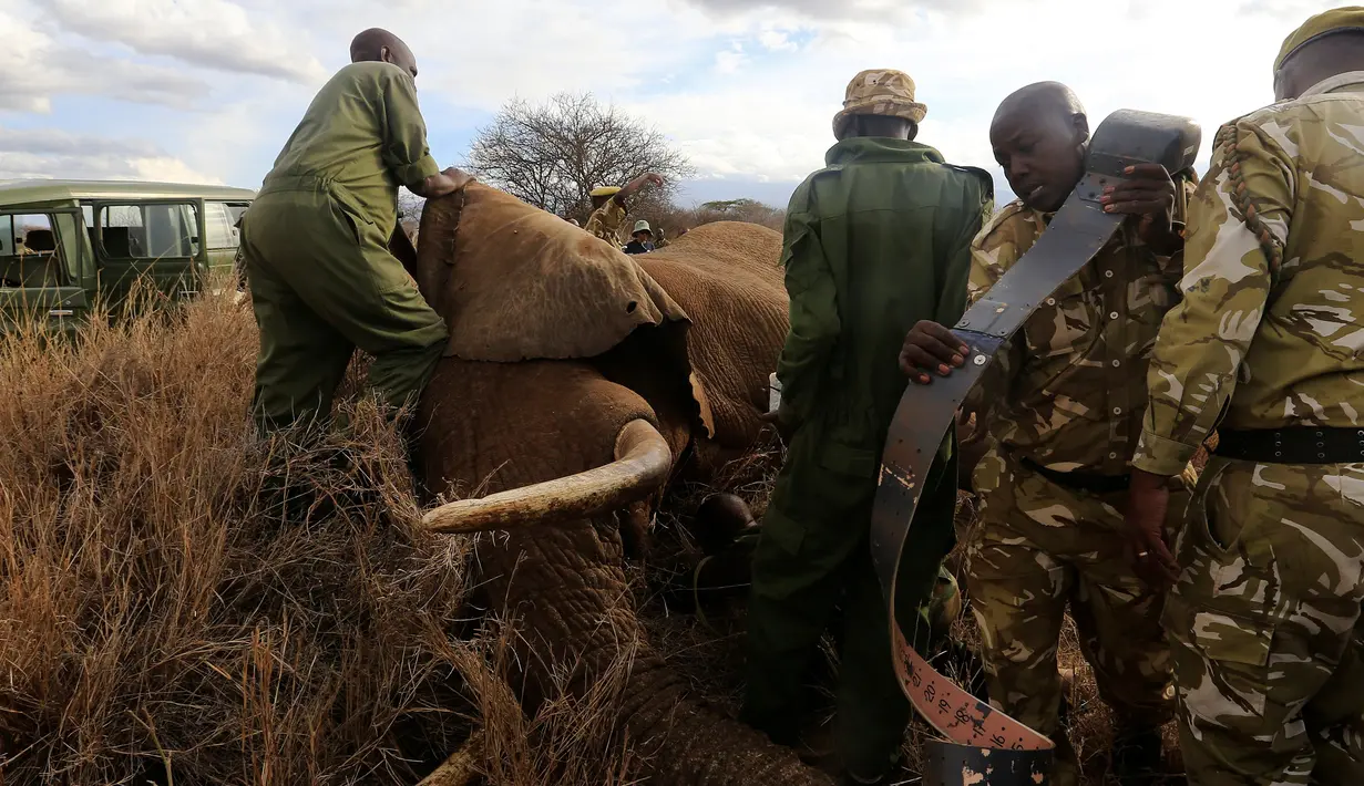 Petugas memasang radio satelit pada gajah liar di Amboseli National Park, Kenya (2/11). Pemasangan radio satelit untuk mempermudah pelacakan gajah liar serta mengendalikan perburuan liar. (REUTERS/Thomas Mukoya)